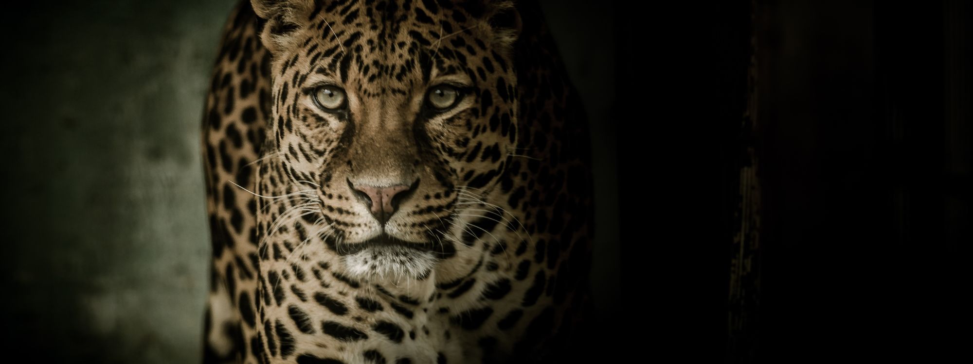 Leopard Print Digitally Printed Films