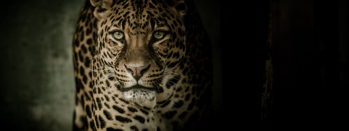Leopard Wrap Films | Leopard Vinyl Wraps