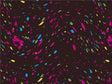 Bright Star Paint Splatter Vinyl Wrap Pattern~Rwraps Series 914 Digitally Printed Vinyl Wrap~0