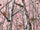 Rdash™ Honda Civic 1999-2000 Camo Dash Kits