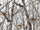 Rdash™ Honda Insight 2010-2014 Camo Dash Kits