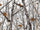 Rdash™ BMW X5 2000-2006 Camo Dash Kits