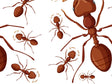 Colony Queen Bug Vinyl Wrap Pattern~Rwraps Series 914 Digitally Printed Vinyl Wrap~0