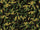 Rdash™ Honda Insight 2010-2014 Camo Dash Kits
