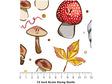 Happy Caps Mushroom Vinyl Film Pattern Size 12 inch Scale~Rwraps Happy Caps Mushroom Sizing Chart~2