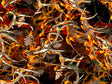 Obliteration Blaze Camouflage Vinyl Wrap Pattern~Rwraps Series 914 Digitally Printed Vinyl Wrap~0