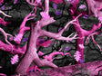 Obliteration Pink Camouflage Vinyl Wrap Pattern~Rwraps Series 914 Digitally Printed Vinyl Wrap~0
