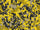 Rdash™ Audi S4 2000-2001 Camo Dash Kits